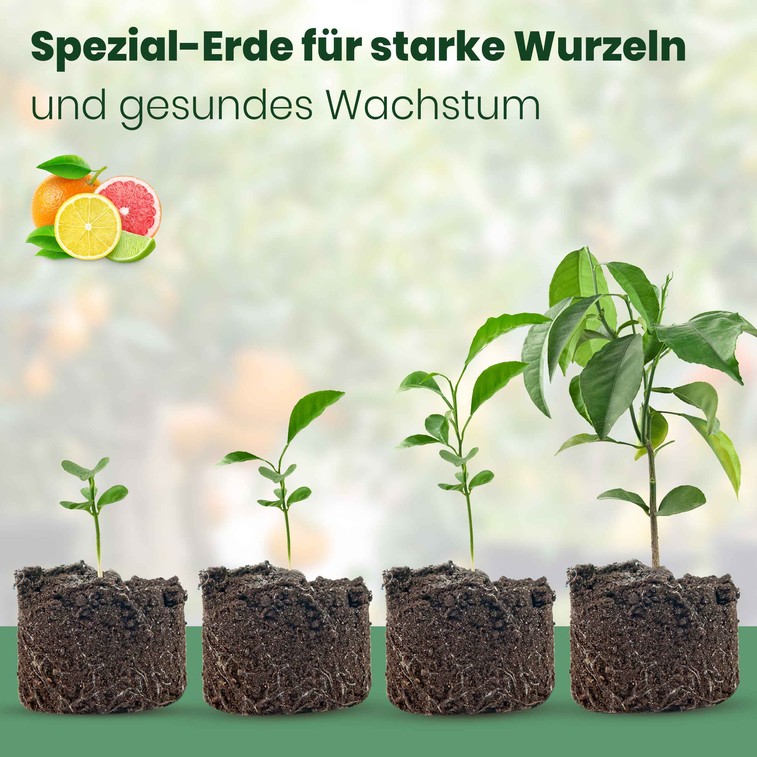 Citrus UmtopfPaket online entdecken
